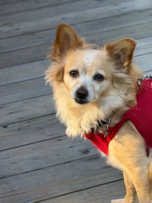Photo of Naomi McGee, adoptable Chihuahua in San Francisco, California