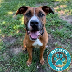 Photo of Bear, adoptable Mixed Breed (Large) in Lakeland, Florida