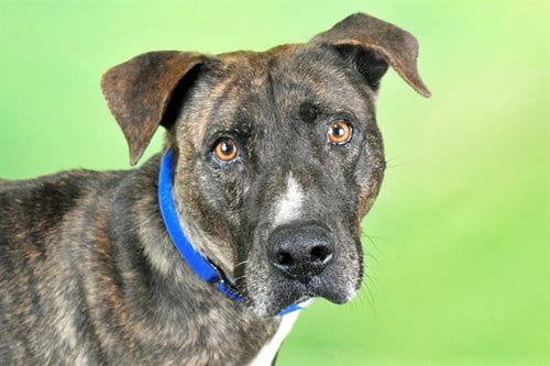 Photo of Stan, adoptable Labrador Retriever in Ft Lauderdale, Florida