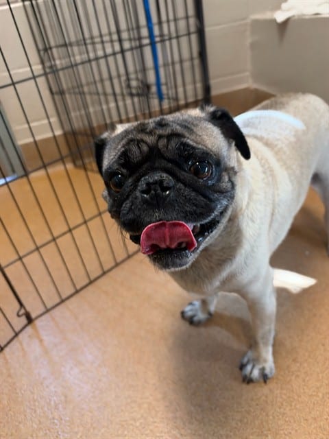 Photo of Arturo, adoptable Pug in San José, California