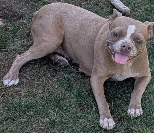 Photo of Maddie, adoptable French Bulldog in San Bernardino, California