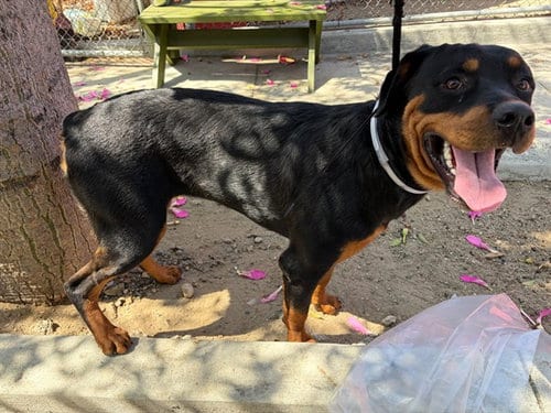Photo of Puddin, adoptable Rottweiler in Baldwin Park, California