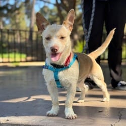Photo of Arrow, adoptable Chihuahua in Santa Maria, California