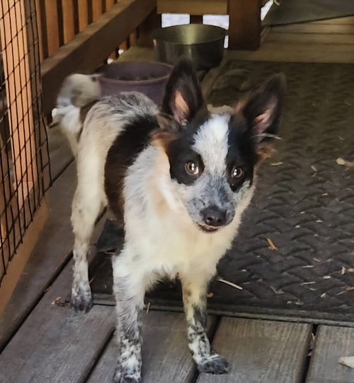 Photo of Sapphire, adoptable Australian Cattle Dog/Blue Heeler in Paso Robles, California