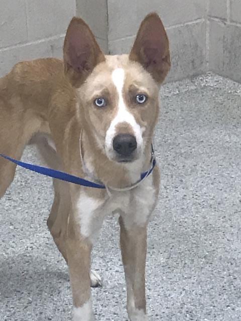 Photo of A432838, adoptable German Shepherd Dog in Conroe, Texas
