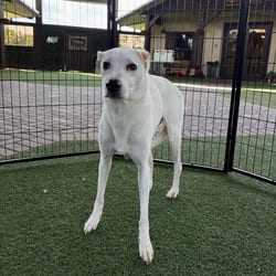 Photo of Lia, adoptable Golden Retriever in Loxahatchee, Florida