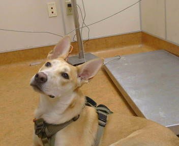 Photo of Foxyvixey, adoptable Siberian Husky in Sacramento, California