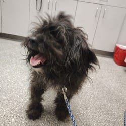 Photo of Elvis, adoptable Poodle (Miniature) in Lakeland, Florida
