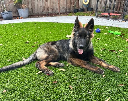 Photo of Ghost, adoptable German Shepherd Dog in West Sacramento, California