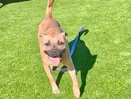 Photo of Baby Girl, adoptable Pit Bull Terrier in Martinez, California