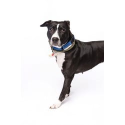 Photo of Silvia, adoptable Terrier (Unknown Type, Medium) in Doral, Florida