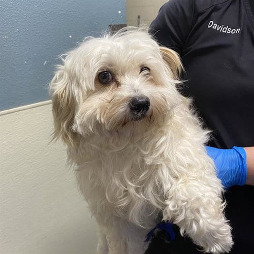 Photo of Charlie, adoptable Maltese in Modesto, California