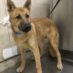 Photo of Caramel, adoptable Shepherd (Unknown Type) in Jurupa Valley, California