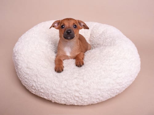 Photo of Discount: Walmart, adoptable Chihuahua in Romoland, California