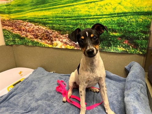 Photo of A554719, adoptable Rat Terrier in Moreno Valley, California