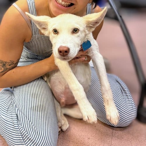 Photo of Burton, adoptable Unknown breed in Oakland, California