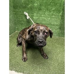 Photo of Della, adoptable Mastiff in Lancaster, California