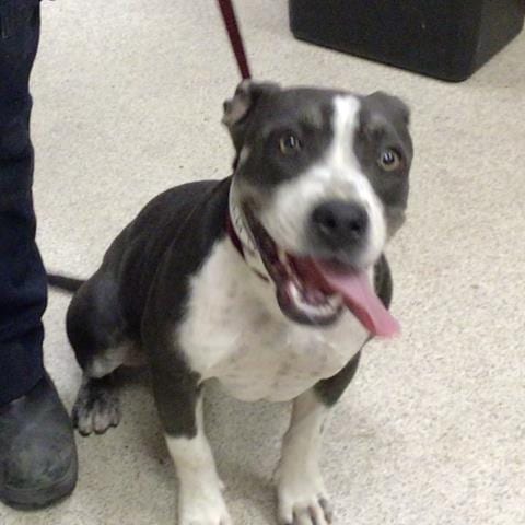 Photo of Lisa Simpson, adoptable Pit Bull Terrier in Riverside, California