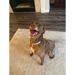 Photo of Molly Weasley, adoptable Labrador Retriever in Baton Rouge, Louisiana