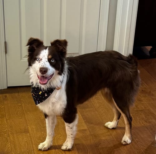 Photo of Sydney (f), adoptable Australian Shepherd in Nashville, Tennessee