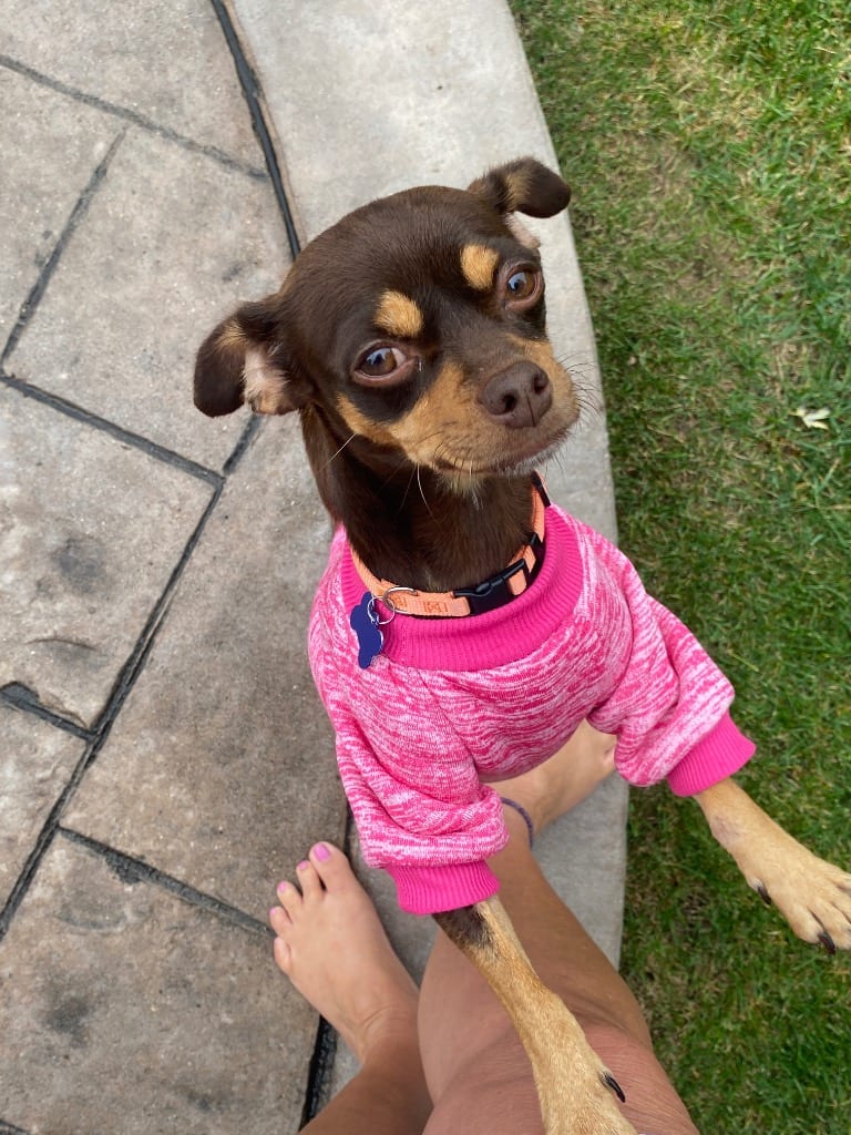Photo of Trixie, adoptable Terrier in West Bloomfield, Michigan