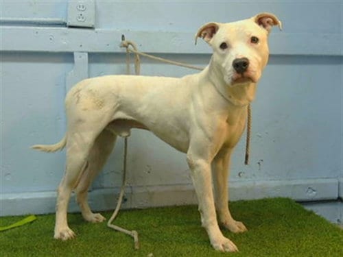 Photo of Blake, adoptable Pit Bull Terrier in Downey, California
