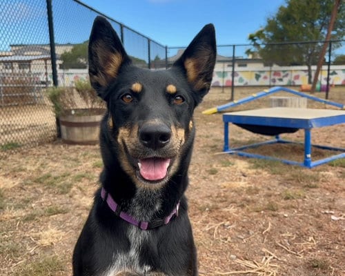 Photo of Mariah, adoptable Queensland Heeler in Santa Cruz, California