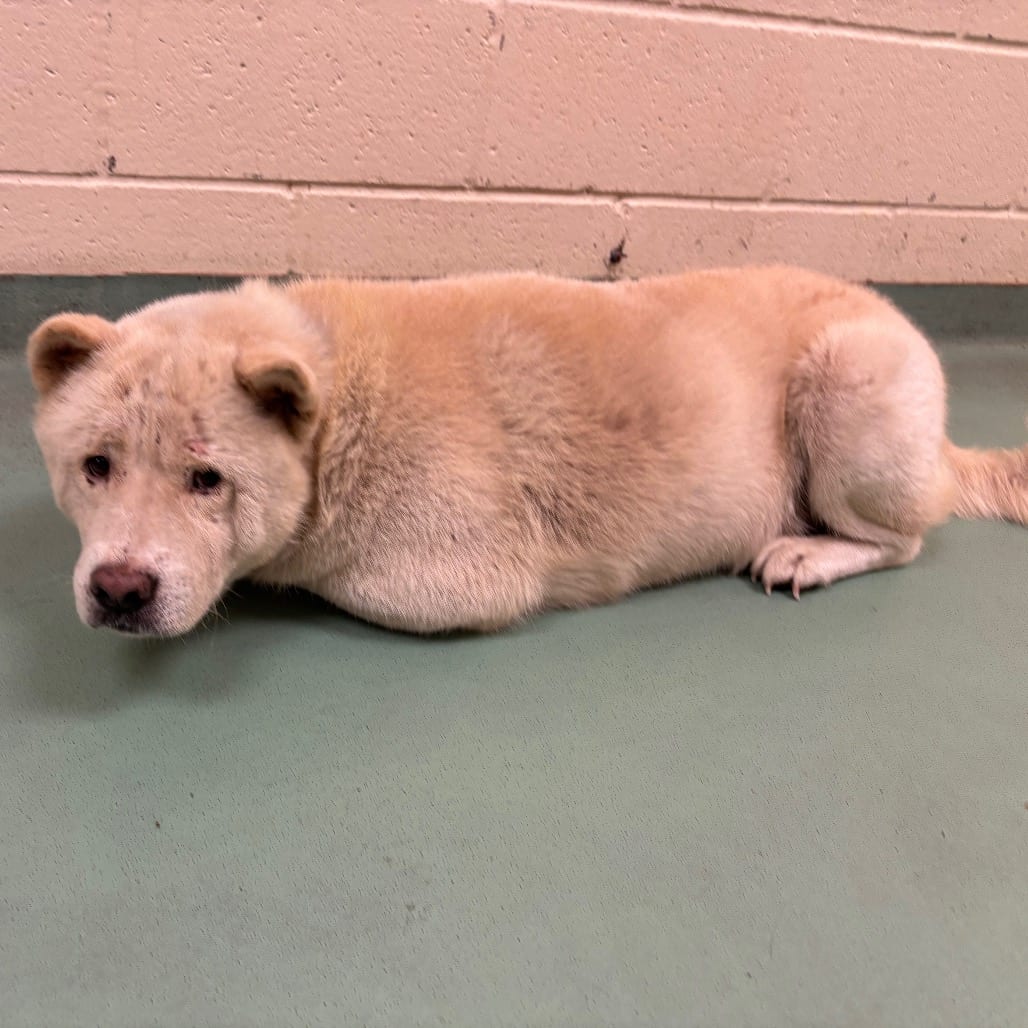 Photo of Mark, adoptable Mixed Breed (Medium)