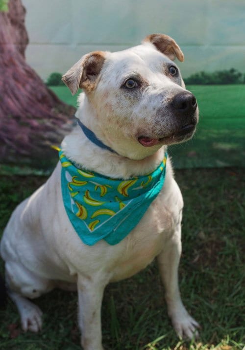 Photo of Sinatra, adoptable American Bulldog in Mooresville, North Carolina
