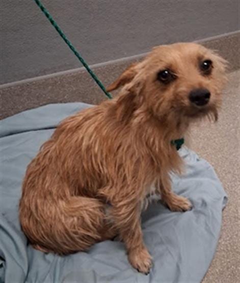 Photo of Yu-Gi-Oh, adoptable Terrier in Las Vegas, Nevada