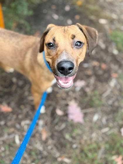 Photo of Canella, adoptable dog in Baltimore, Maryland