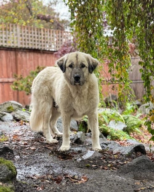 Photo of Trinity, adoptable Anatolian Shepherd in Sequim, Washington