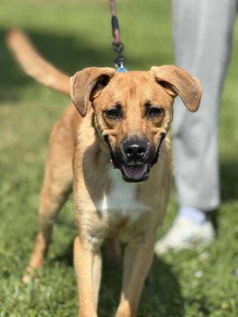 Photo of Brutus, adoptable German Shepherd Dog in Canfield, Ohio
