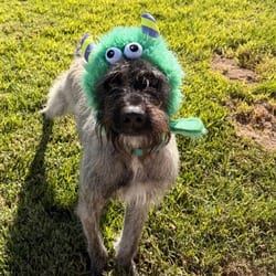 Photo of Legoshi, adoptable Terrier (Unknown Type, Medium) Mixed Breed (Large) in Santa Maria, California