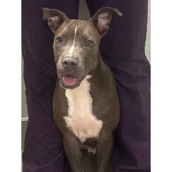 Photo of Rocket, adoptable American Pit Bull Terrier in San Antonio, Texas