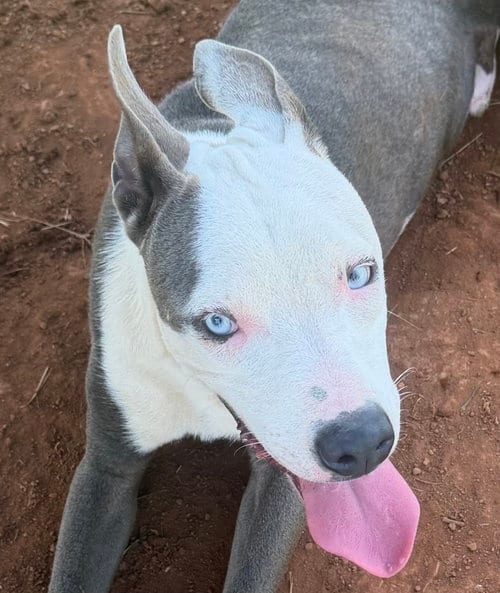 Photo of Rhino, adoptable American Pit Bull Terrier in Carrollton, Georgia