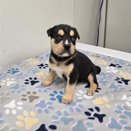 Photo of Boog, adoptable Husky in Plano, Texas