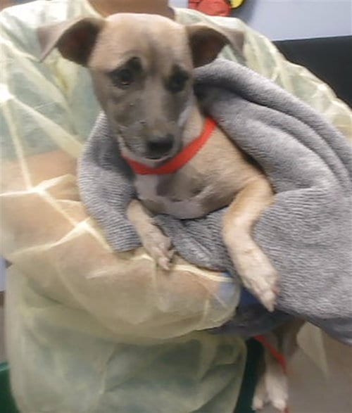 Photo of Nellie, adoptable Chihuahua in Phoenix, Arizona