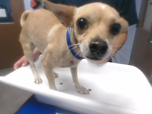 Photo of Rosa, adoptable Chihuahua in Phoenix, Arizona