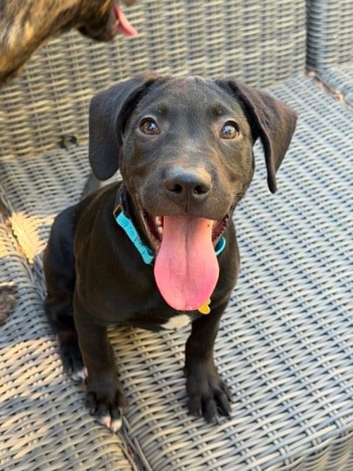 Photo of Marty, adoptable Labrador Retriever in Sunnyvale, California