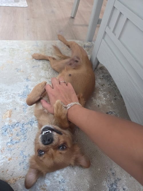 Photo of Lulu, adoptable Chihuahua in Virginia Beach, Virginia