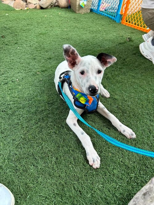 Photo of Spotty Manchas S, adoptable Jack Russell Terrier in Inglewood, California