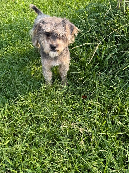 Photo of Bally, adoptable Schnauzer in Locust Grove, Georgia