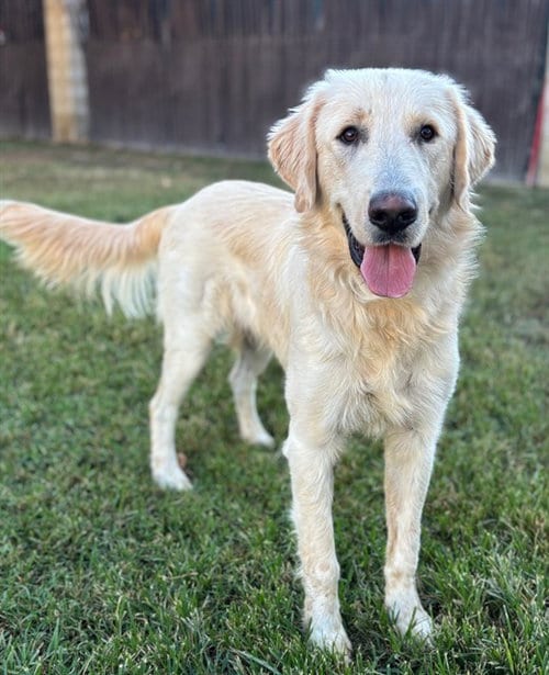 Photo of Shiloh, adoptable Golden Retriever in Riverside, California