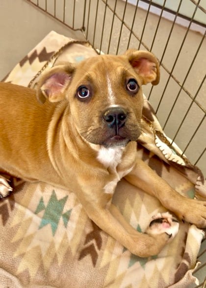 Photo of King (NLOL Training), adoptable Terrier in New Orleans, Louisiana