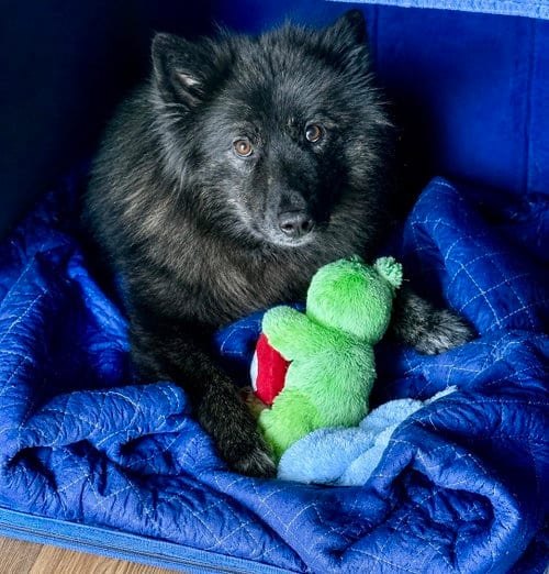 Photo of Ebenezer, adoptable Kai Dog in Millsboro, Delaware