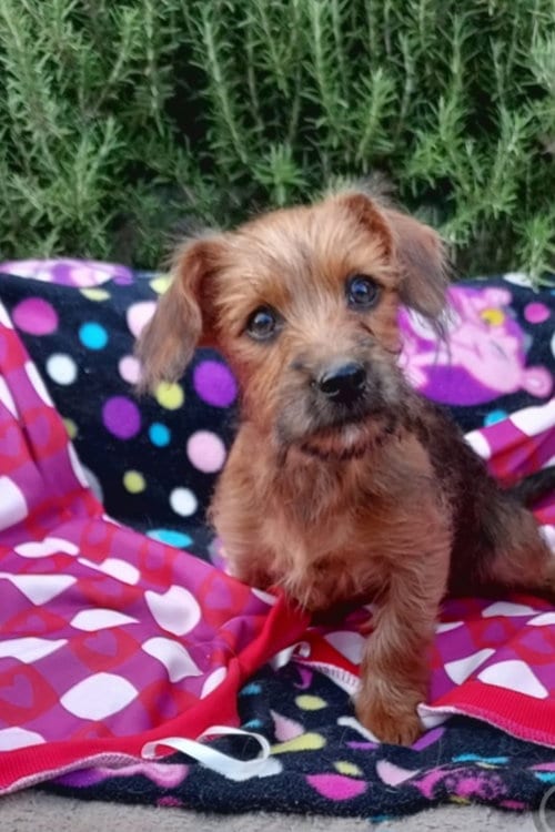 Photo of Fern, adoptable Yorkshire Terrier Yorkie in Cherry Valley, California