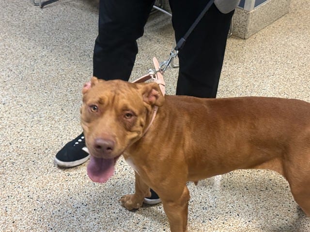 Photo of Felicity, adoptable Terrier in Miami, Florida