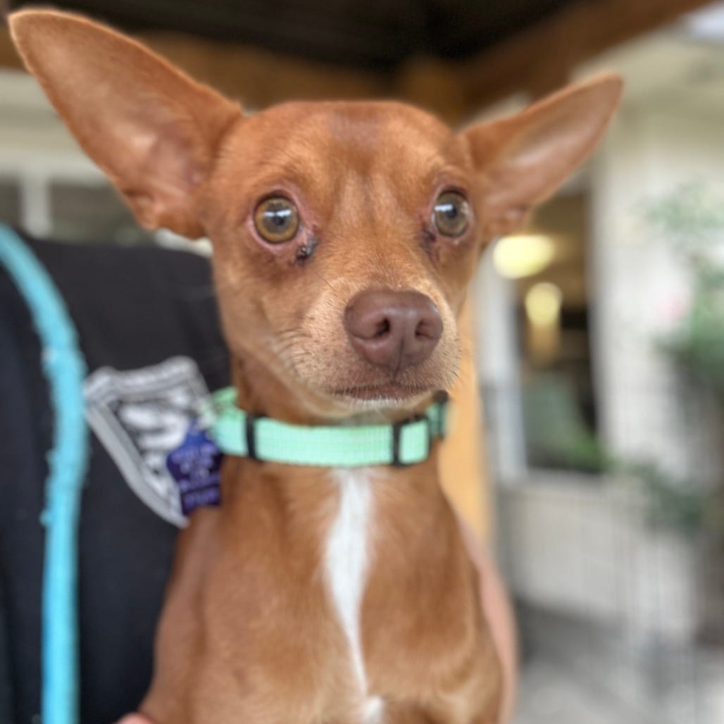Photo of Bruno, adoptable Chihuahua / Mixed Breed (Small) in San Francisco, California