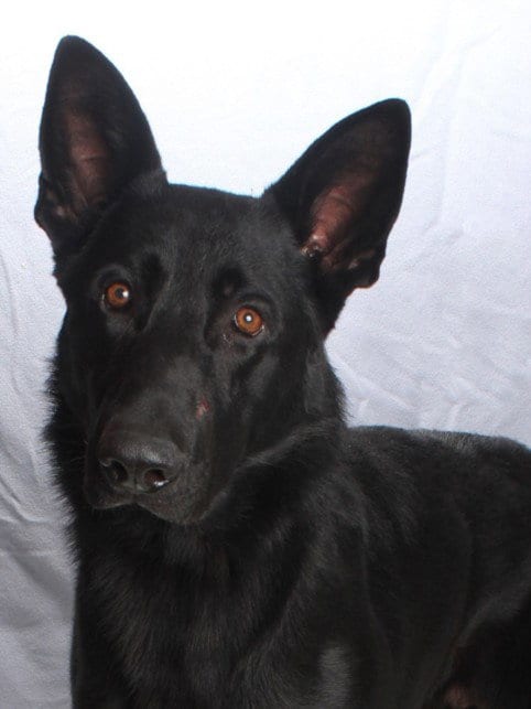 Photo of Tony Fang, adoptable German Shepherd Dog in Burbank, California